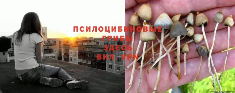 Галлюциногенные грибы Psilocybine cubensis  Опочка 